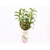 Дендробиум Nobile Apollon 4 ствола d12 см h55 см Дендробиум Nobile Apollon 4 ствола d12 см h55 см