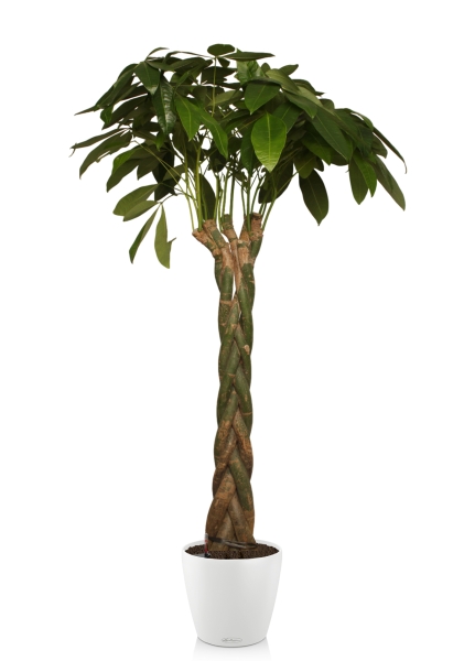 Пахира 27/170 см в CLASSICO COLOR 35