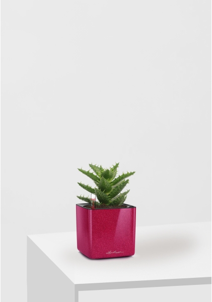 Алоэ Хавортия микс 5 см в CUBE GLOSSY KISS 14