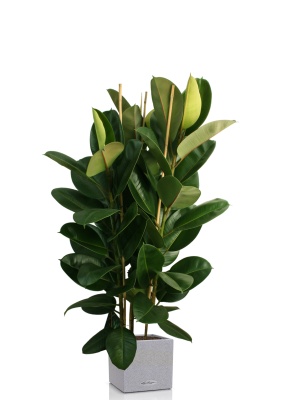 Фикус Эластика Робуста 3 ствола 35/160 см в CANTO STONE LOW 40