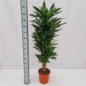 Драцена Стеднери бранч разветвленная d27 см h150 см