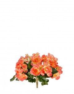 Бегония куст нежно-коралловый