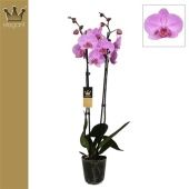 Фаленопсис 2 ствола Royal Pink 18+ (bernhard) d12 см h60 см