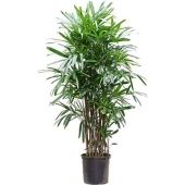 Рапис Excelsa d35 см h190 см Рапис Excelsa d35 см h190 см