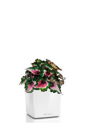 Бегония Белиф Пёрпл Блаш 13/25 см в CUBE GLOSSY 14, белый блестящий