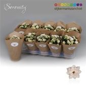 Каланхоэ Calandiva Serenity White d10.5 см h23 см