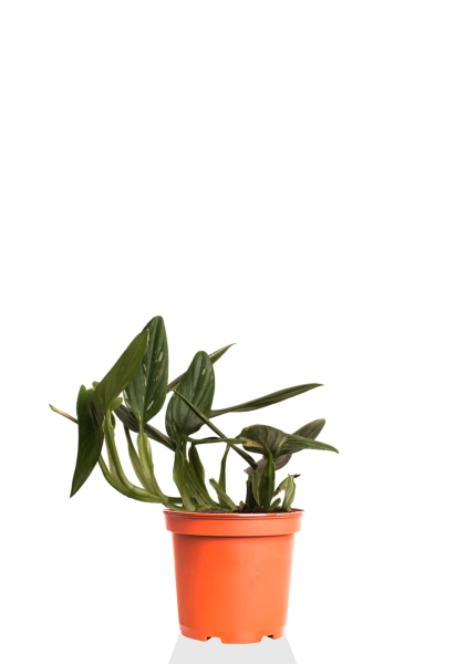 Филодендрон Кобра 12 см