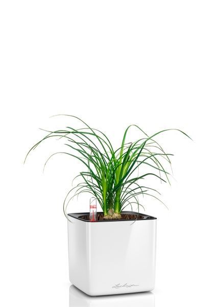 Нолина 3 луковицы 12/30 см в CUBE GLOSSY 14