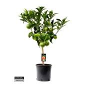 Цитрус Оранж на стволе d22 см h75 см Цитрус Оранж на стволе d22 см h75 см