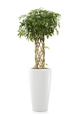 Шеффлера цилиндр в Рондо 32, Белый блестящий