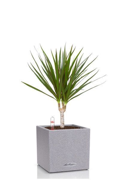 Драцена Маргината 1 ствол 12/40 см в CANTO STONE 14