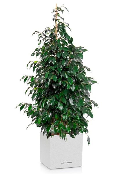 Фикус Бенджамина Даниэль 30/165 см в CANTO STONE LOW 40 Фикус Бенджамина Даниэль 30/165 см в CANTO STONE LOW 40