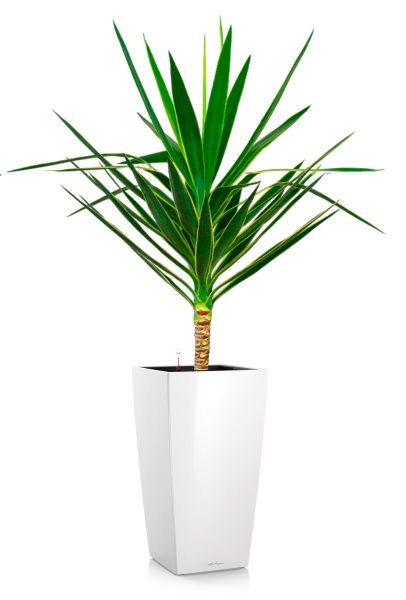 Юкка Пак в CUBICO 30 Юкка Пак в CUBICO 30