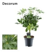 Шеффлера Компакта на стволе (decorum) d14 см h45 см