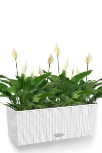 Спатифиллумы Cottage 50/50 см, белый