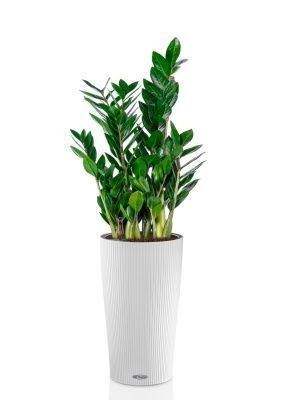 Замиокулькас 17/65 см в CILINDRO 23, белый