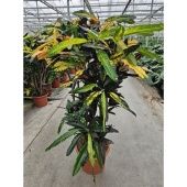 Кротон Кодиеум Манго бранч d40 см h170 см