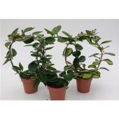 Хойя Mix Arch d12 см h45 см