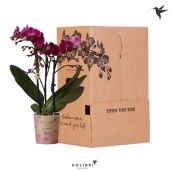 Фаленопсис Kolibri Violet 3st d9 см h40 см