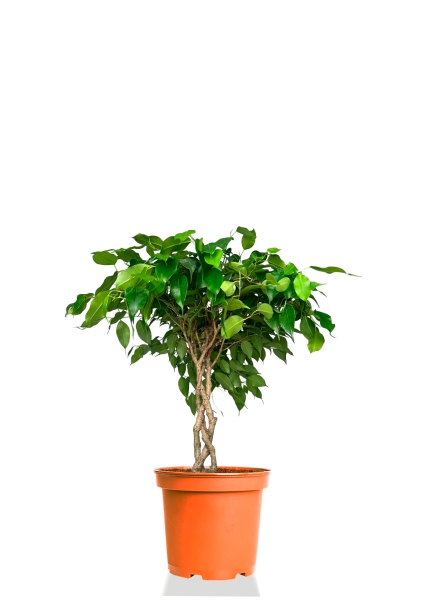 Фикус Бенджамина Тарана 12/40 см Фикус Бенджамина Тарана 12/40 см