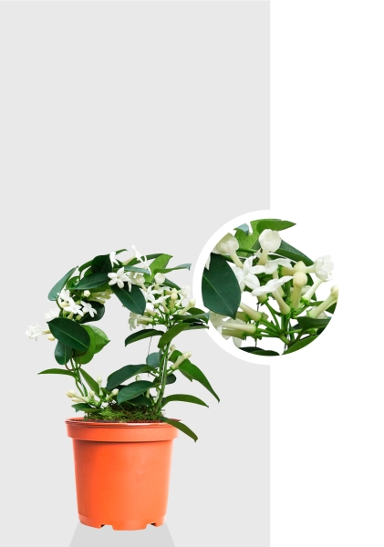 Стефанотис 12/30 см