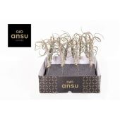 Тилландсия Intermedia d2 см h25 см Тилландсия Intermedia d2 см h25 см