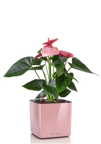 Антуриум розовый в CUBE GLOSSY KISS 14
