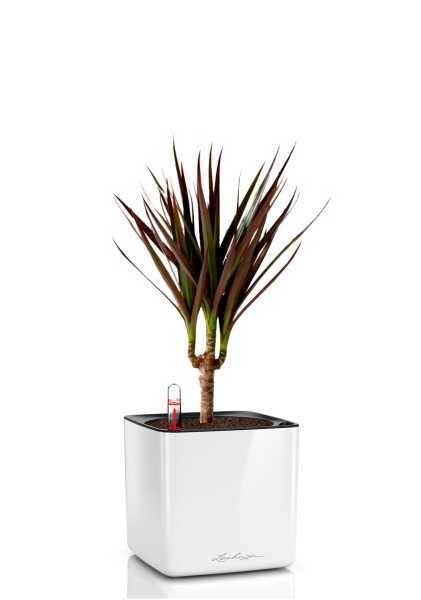 Драцена Маргината Маджента 1 ствол 12/40 см в CUBE GLOSSY 14