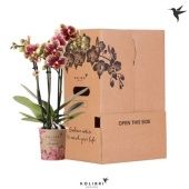 Фаленопсис 3 ствола Kolibri Spotty d9 см h40 см Фаленопсис 3 ствола Kolibri Spotty d9 см h40 см