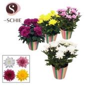 Хризантема Грандеза микс d13 см h25 см тип 4