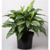 Аглаонема Грин Леди "Green Lady" 26/70 см Аглаонема Грин Леди "Green Lady" 26/70 см