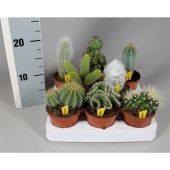 Кактус микс d8.5 см h5 см тип 3