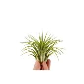 Тилландсия Ionantha Groen Xl d8 см h8 см Тилландсия Ionantha Groen Xl d8 см h8 см