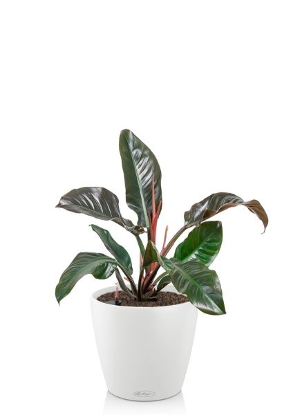 Филодендрон Империал Ред 19/60 см в CLASSICO COLOR 21 Филодендрон Империал Ред 19/60 см в CLASSICO COLOR 21