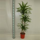 Драцена Рики 3 ствола d24 см h150 см