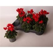 Цикламен Верано красный d9 см h12.5 см