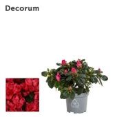 Азалия Фландрес красная (Декорум) 9/17,5 см Азалия Фландрес красная (Декорум) 9/17,5 см