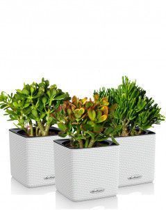 Набор "Денежные деревья" CUBE 14/25 см, белый (3 шт.)