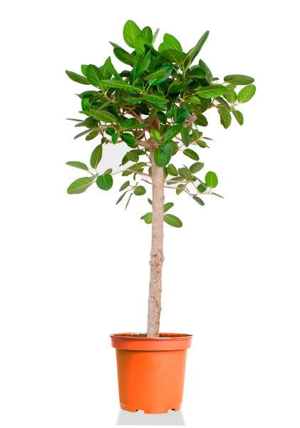 Фикус Бенгальский Одри на штамбе 24/110 см