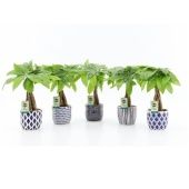 Пахира Акватика In Delft Blue Ceramic d13 см h50 см Пахира Акватика In Delft Blue Ceramic d13 см h50 см