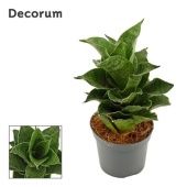 Сансевиерия Mahanakorn (decorum) d6 см h14 см
