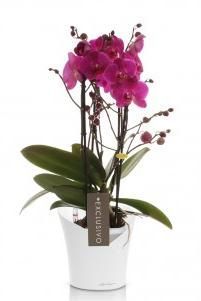 Фаленопсис Маеко в ORCHIDEA 18
