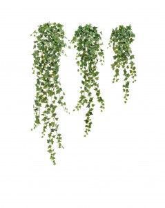 Английский плющ Олд Тэмпл зелёный