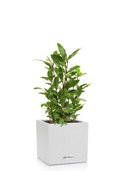 Лавр в CANTO STONE 14