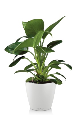 Филодендрон Грин Принцесс 17/60 см в CLASSICO COLOR 21, белый