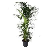 Ховея Форстериана d31 см h220 см