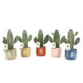 Опунция Rubescens Consolea d14 см h35 см тип 1