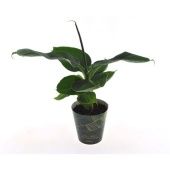 Банан d12 см h35 см