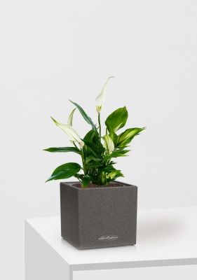 Спатифиллум 12/35 см в CANTO STONE 14 Спатифиллум 12/35 см в CANTO STONE 14