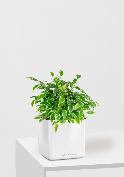 Фикус Бенджамина Кинки Пестрый 12/30 см в CUBE GLOSSY 14